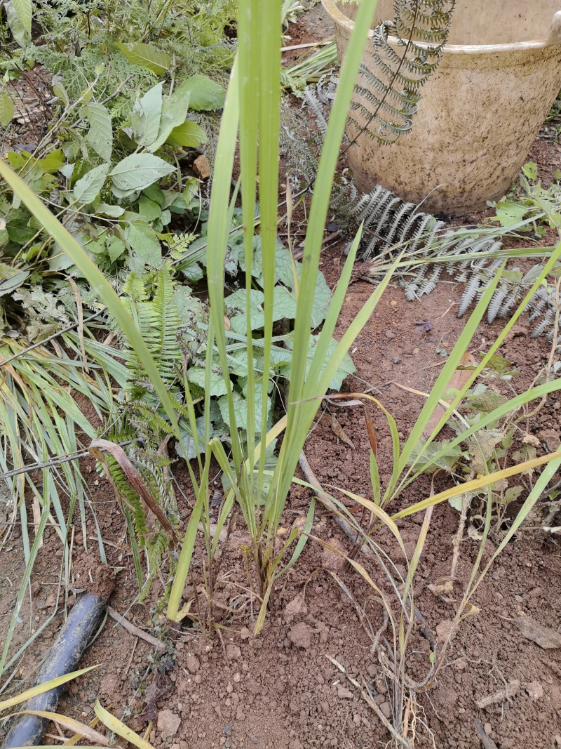 白茅根苗茅根苗兰根苗茹根苗地菅苗地筋苗丝茅根苗