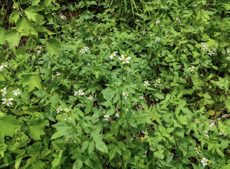 云上黔药盐井灵植野生鬼针草