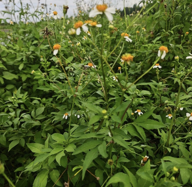 云上黔药盐井灵植野生鬼针草