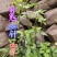 云上黔药盐井灵植野生鬼针草