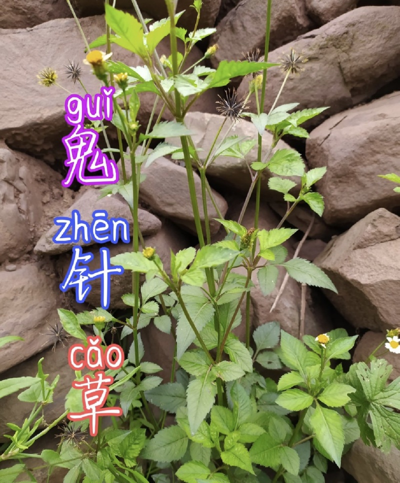 云上黔药盐井灵植野生鬼针草