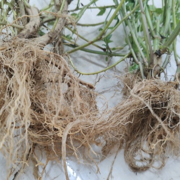 云上黔药盐井灵植野生鬼针草