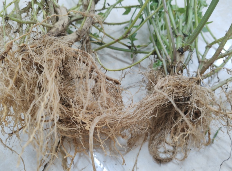 云上黔药盐井灵植野生鬼针草