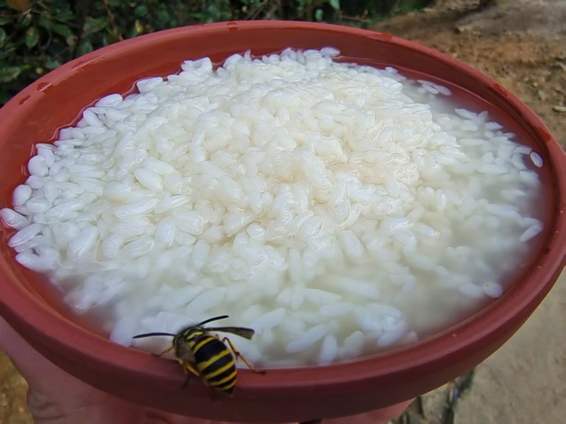 醪糟甜米