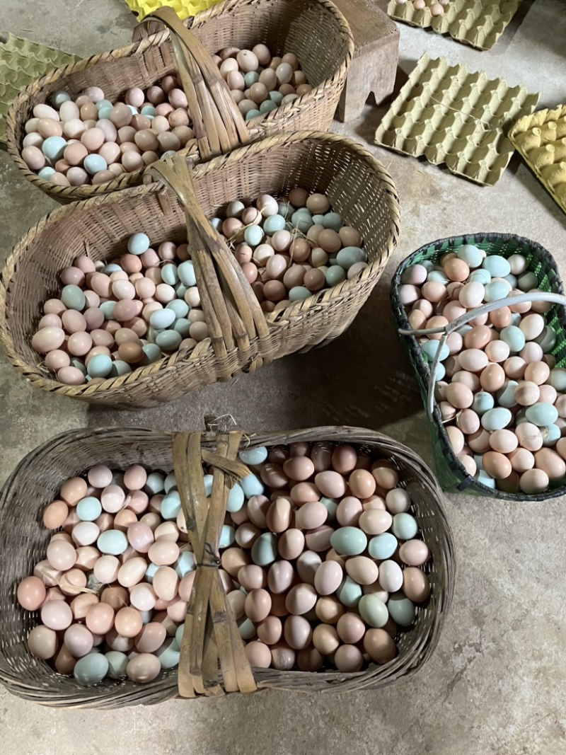 精品土鸡蛋规格齐全粉绿混发大量供货
