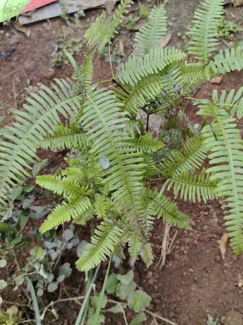 芒萁苗蕨箕苗芒萁骨苗路萁苗狼萁苗小黑白苗