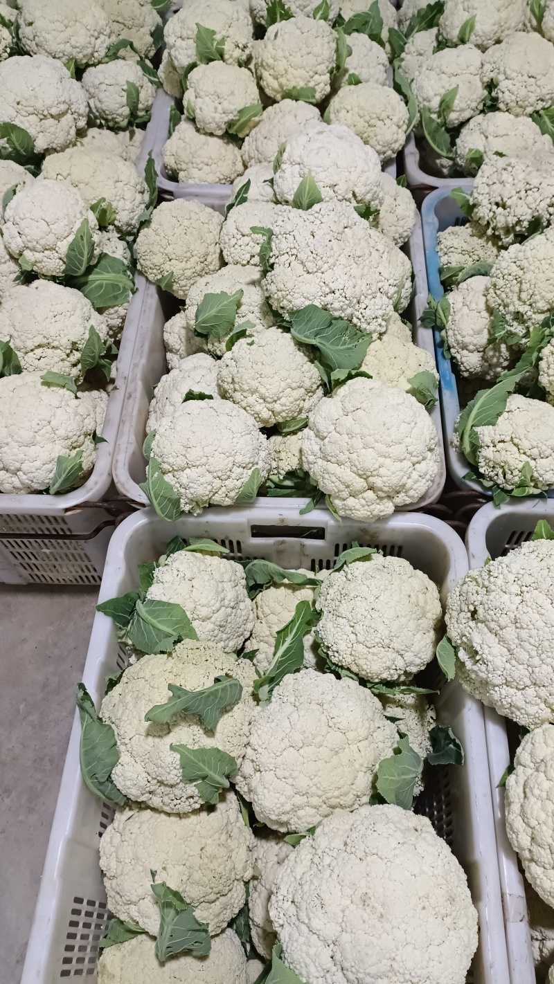 四川有机花菜，小米花一手货欢迎各大电商超市来电洽谈