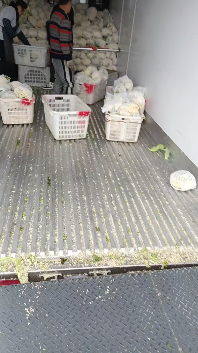 四川有机花菜，小米花一手货欢迎各大电商超市来电洽谈