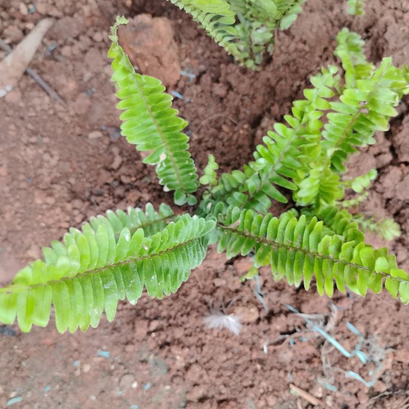 肾蕨苗石黄皮‌苗凤凰蛋‌苗落地珍珠‌苗圆羊齿‌苗