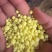 工业硫磺99.96进口硫磺哈萨克斯坦进口硫磺阿拉山口口岸