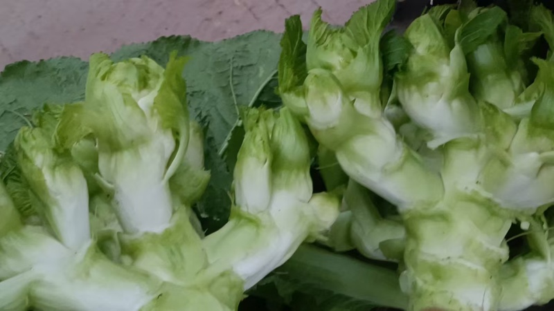 儿菜