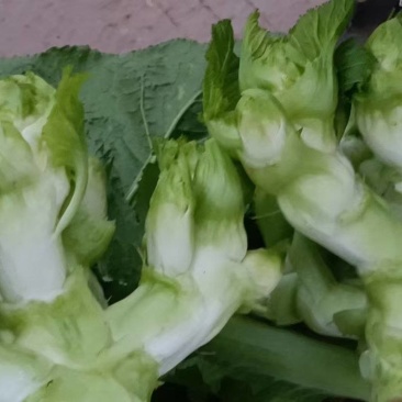 儿菜