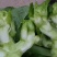 儿菜