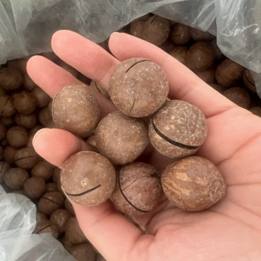 夏威夷果奶香味新货