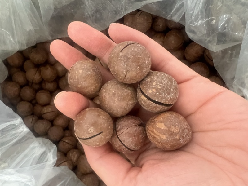 夏威夷果奶香味新货