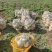 全露天大盘菜30000颗盘菜出售，批发价1.6元一斤。