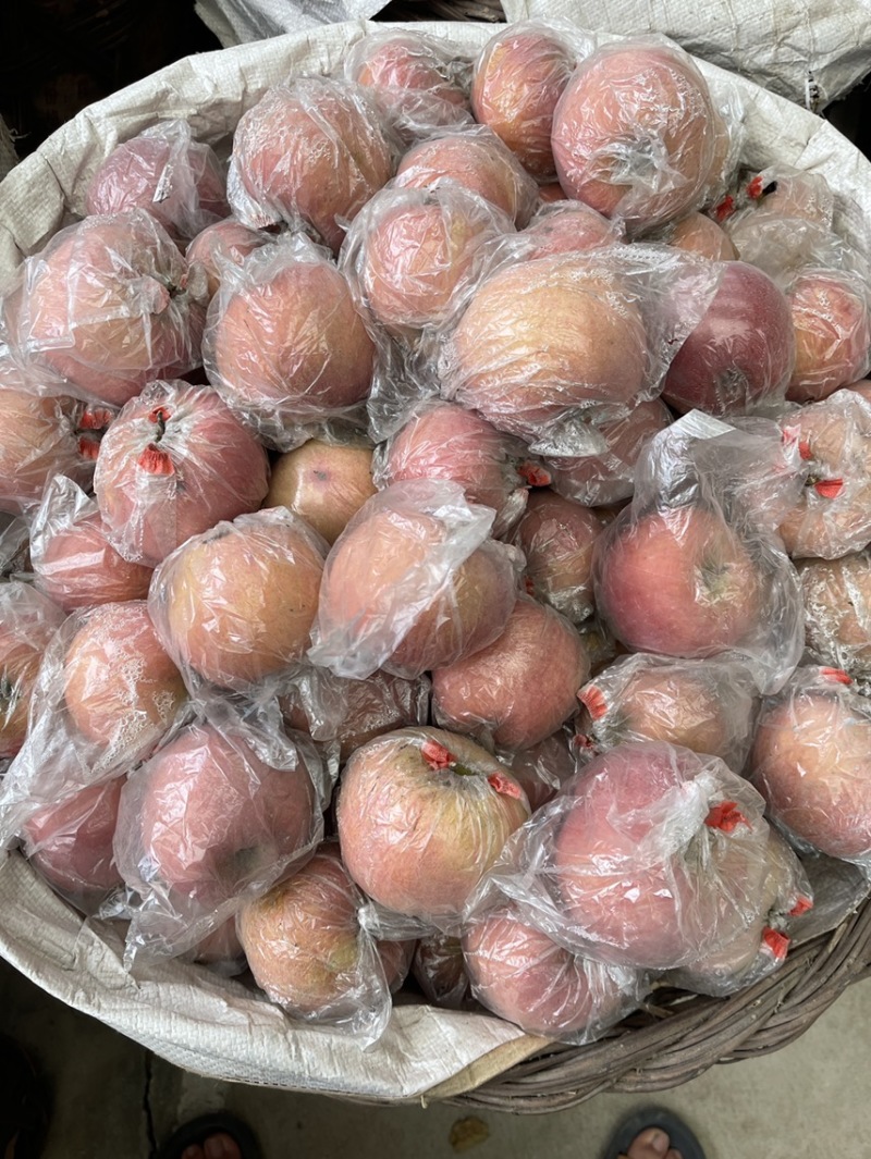 山坡红富士苹果