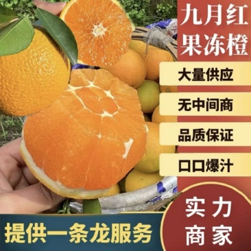 湖北宜昌九月红脐橙大量上市产地一手货源可供全国市场商超