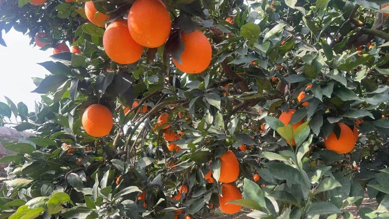 湖北宜昌九月红脐橙大量上市产地一手货源可供全国市场商超