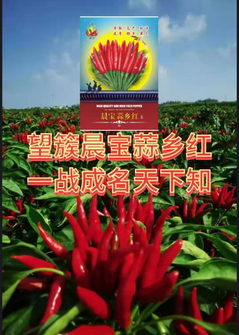 朝天椒辣椒苗晨宝幸福红金贵宏蒜乡红