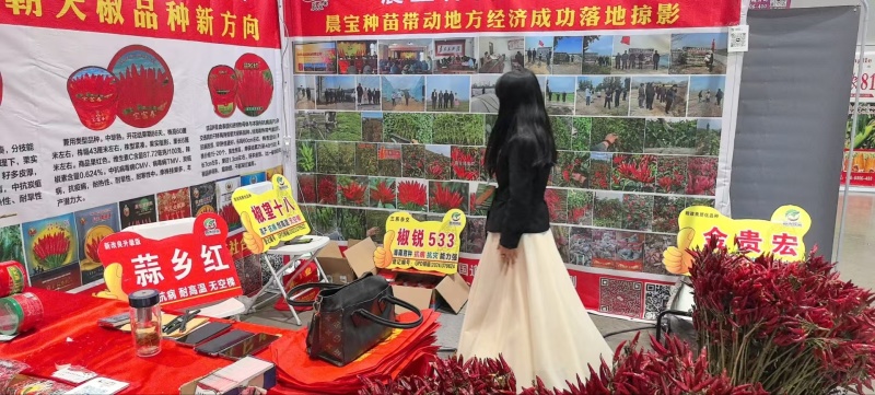 朝天椒辣椒苗晨宝幸福红金贵宏蒜乡红