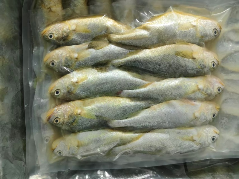 袋装小黄鱼福建宁德新鲜小黄花鱼品质保证一手货源欢迎来电咨询