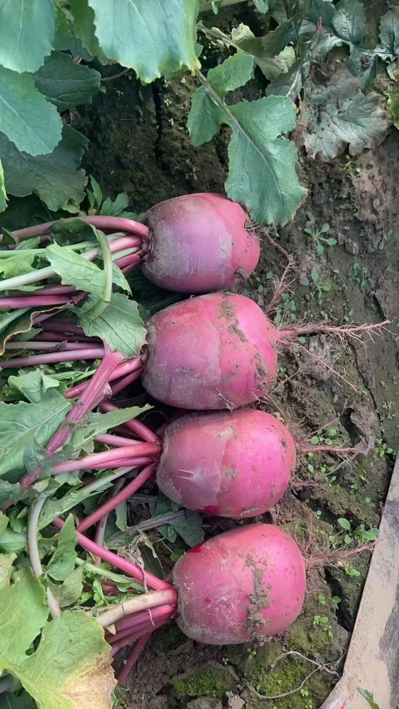 红皮水果萝卜湖北蔬菜基地直供
