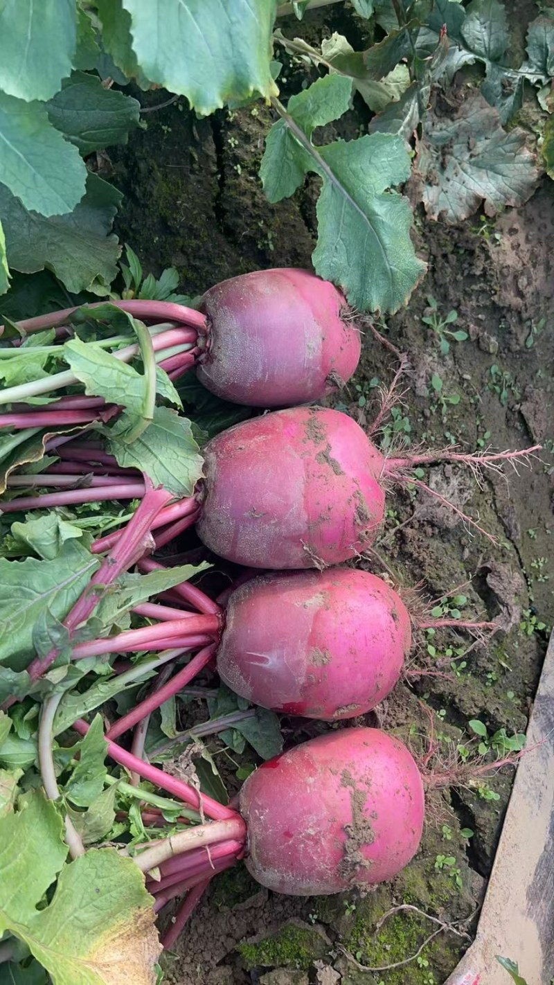 红皮水果萝卜湖北蔬菜基地直供