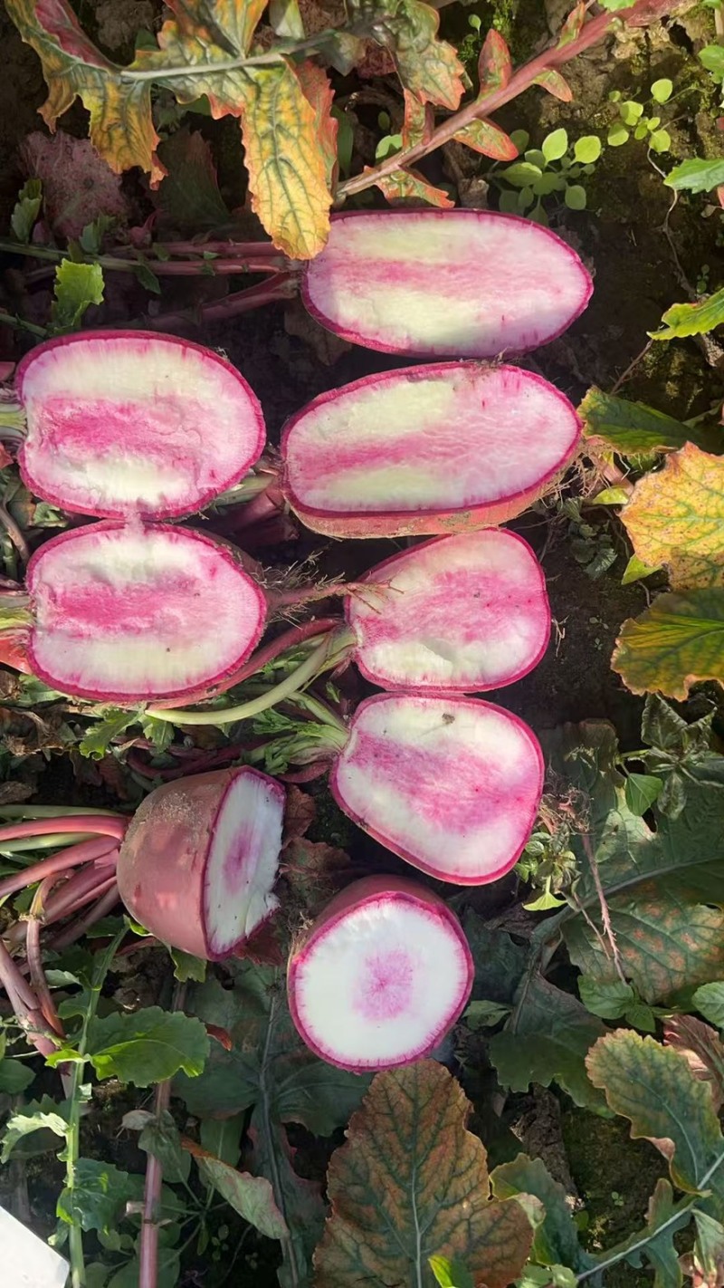 红皮水果萝卜湖北蔬菜基地直供