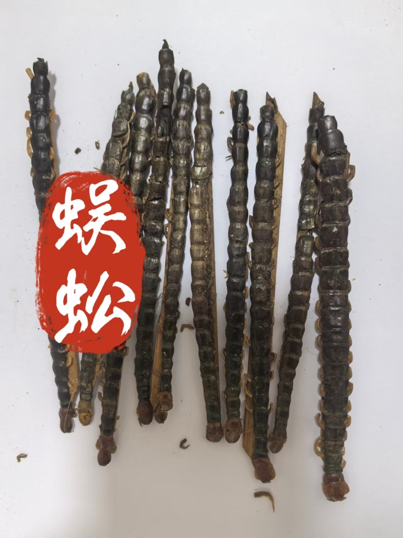 蜈蚣批发零售一件代发蜈蚣红头黑背11-12公分