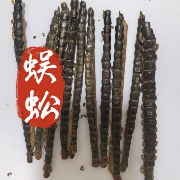 蜈蚣批发零售一件代发蜈蚣红头黑背11-12公分