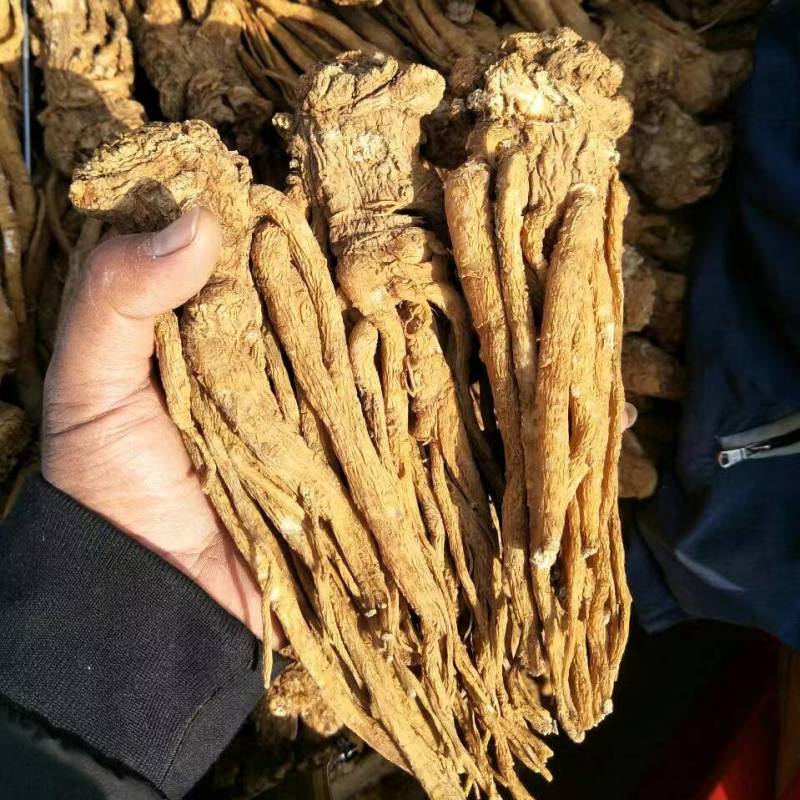 纯正当归随时可聊品质保证现货秒发甘肃岷县当归纯正药材