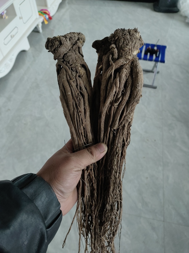 纯正当归随时可聊品质保证现货秒发甘肃岷县当归纯正药材