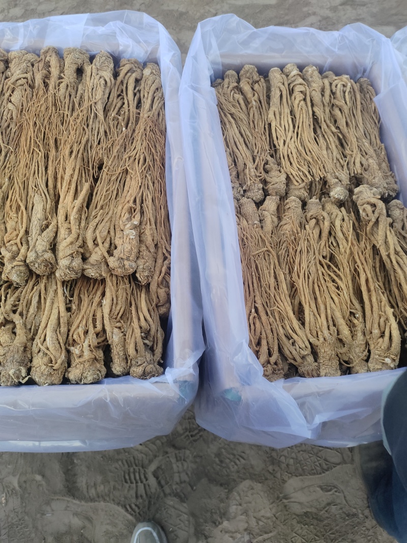 纯正当归随时可聊品质保证现货秒发甘肃岷县当归纯正药材