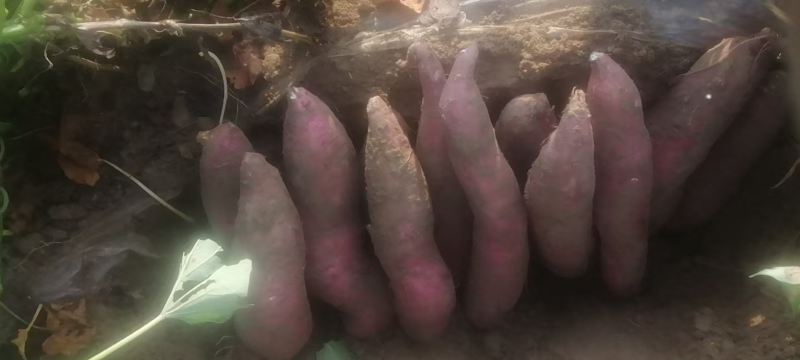 板栗薯大量供应中对接市场档口量大从优规格齐全欢迎来电咨询