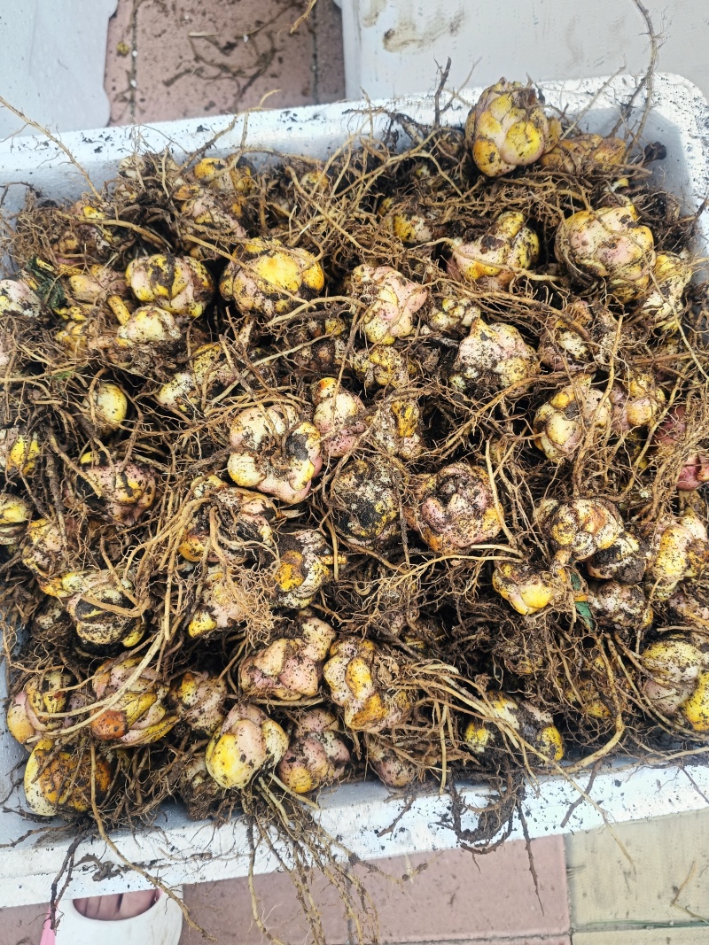 香水百合二代种球扩繁育特大种球，大量批发零售。