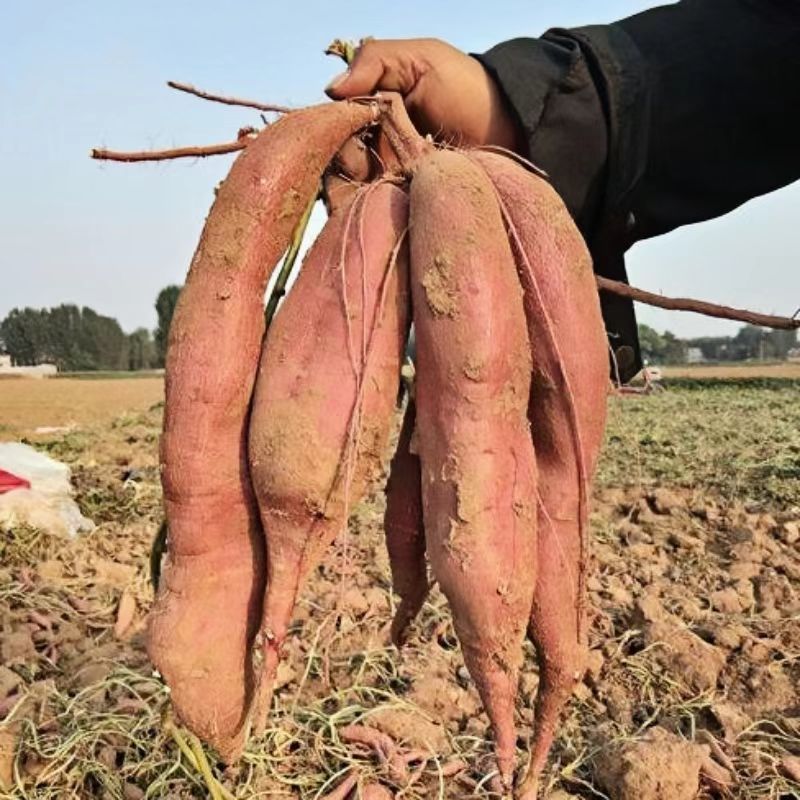 陕西板栗薯大量供应中对接市场档口量大从优规格齐全欢迎来电