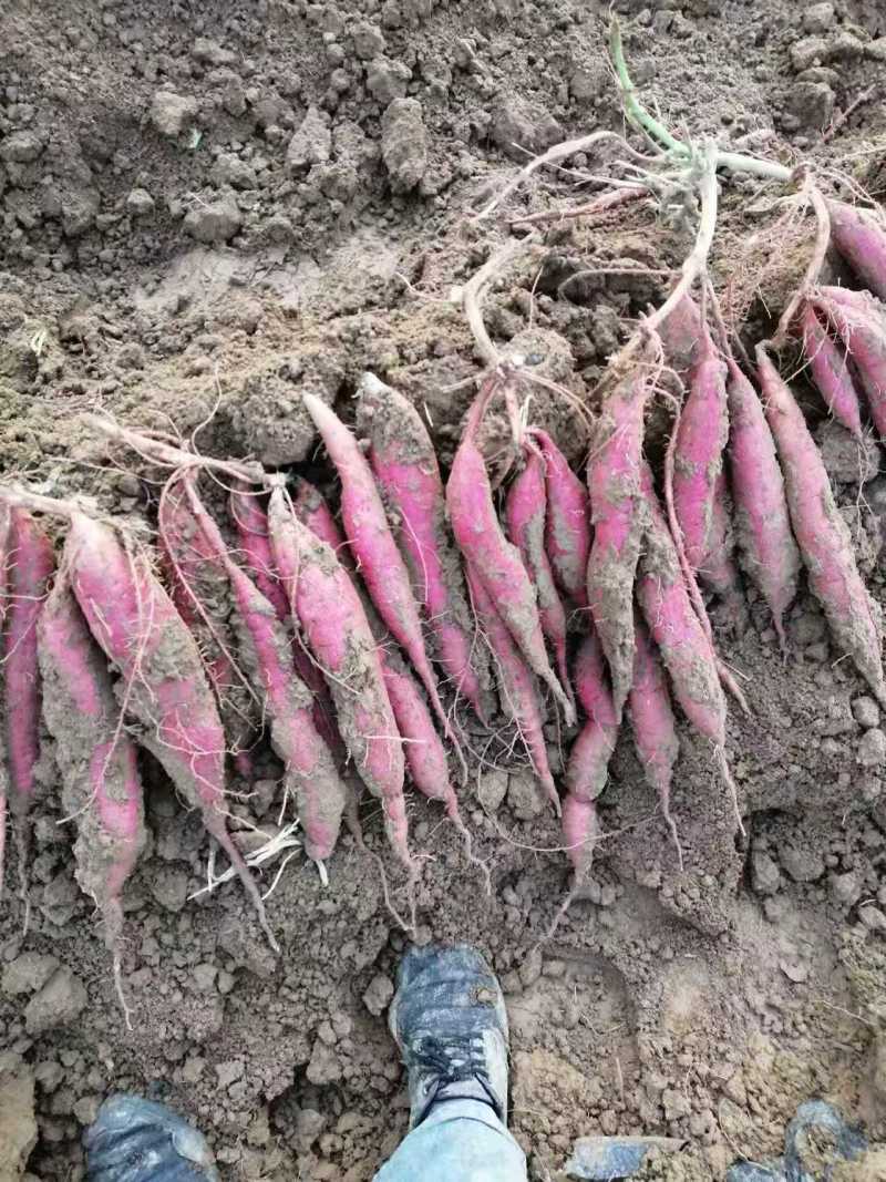 陕西板栗薯大量供应中对接市场档口量大从优规格齐全欢迎来电