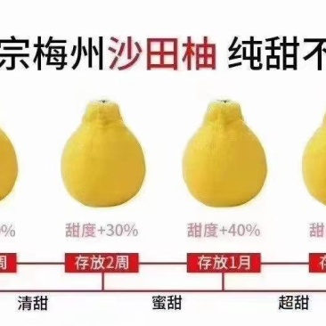 梅州松口金柚