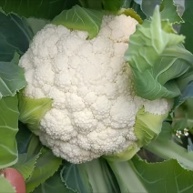 精品松花基地直发量大从优欢迎来电洽谈
