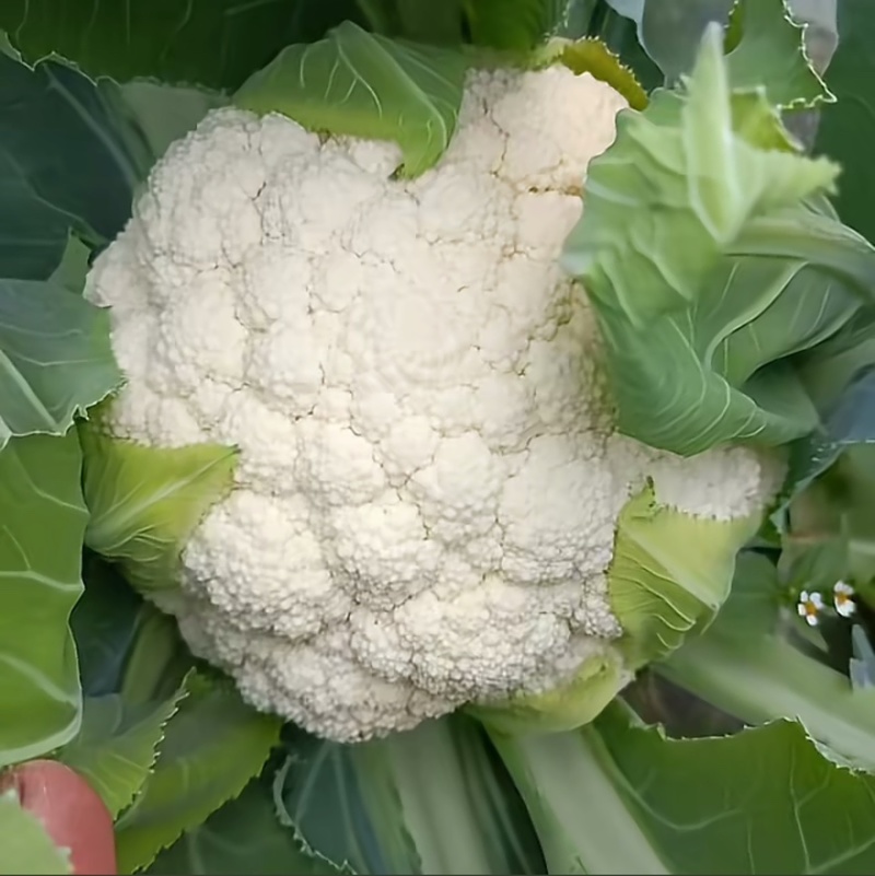 精品松花基地直发量大从优欢迎来电洽谈
