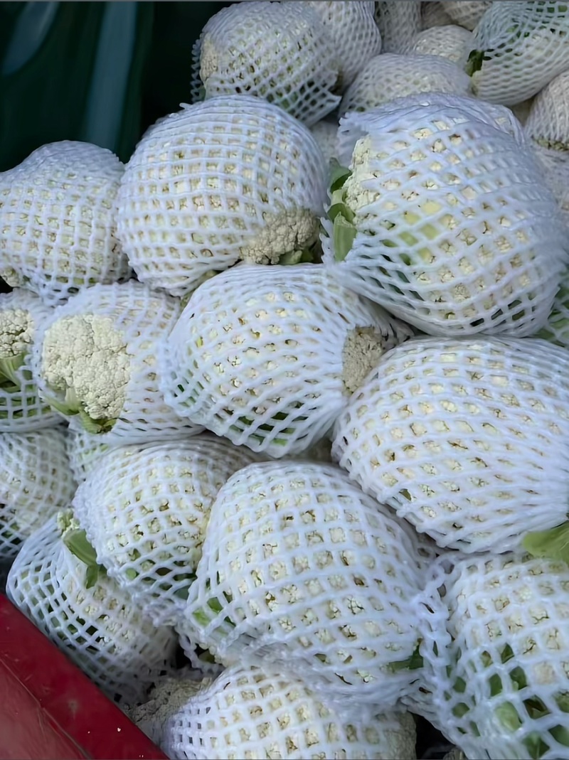 精品松花基地直发量大从优欢迎来电洽谈