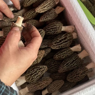 新鲜羊肚菌产地直销现摘现发质量保证量大