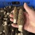 新鲜羊肚菌产地直销现摘现发质量保证量大