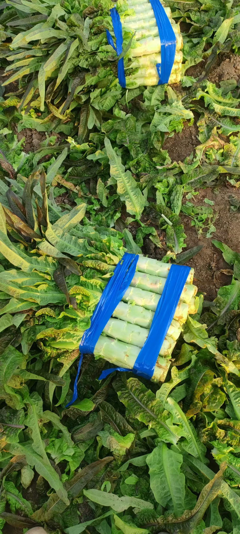 【超多人好评】青皮莴笋安徽莴苣埇桥莴笋对接全国