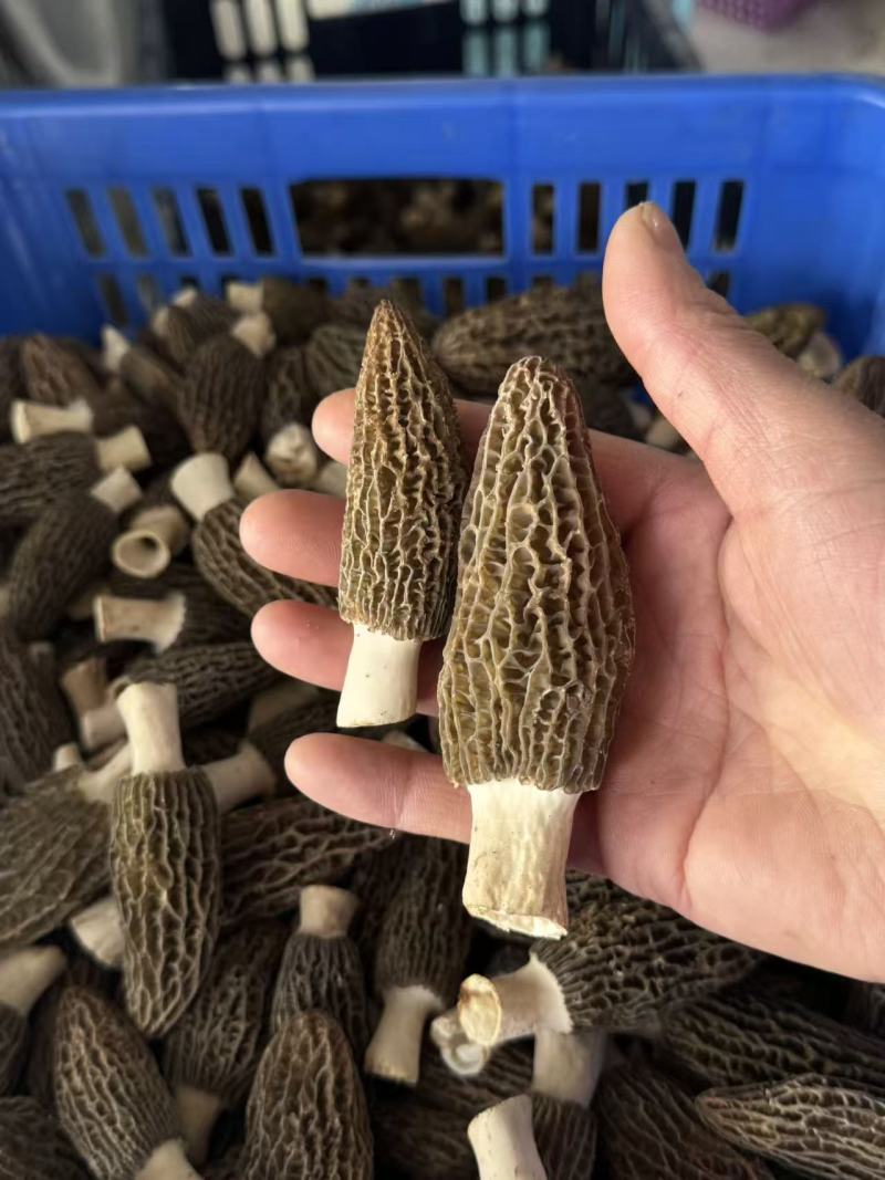 新鲜羊肚菌产地直销现摘现发质量保证量大