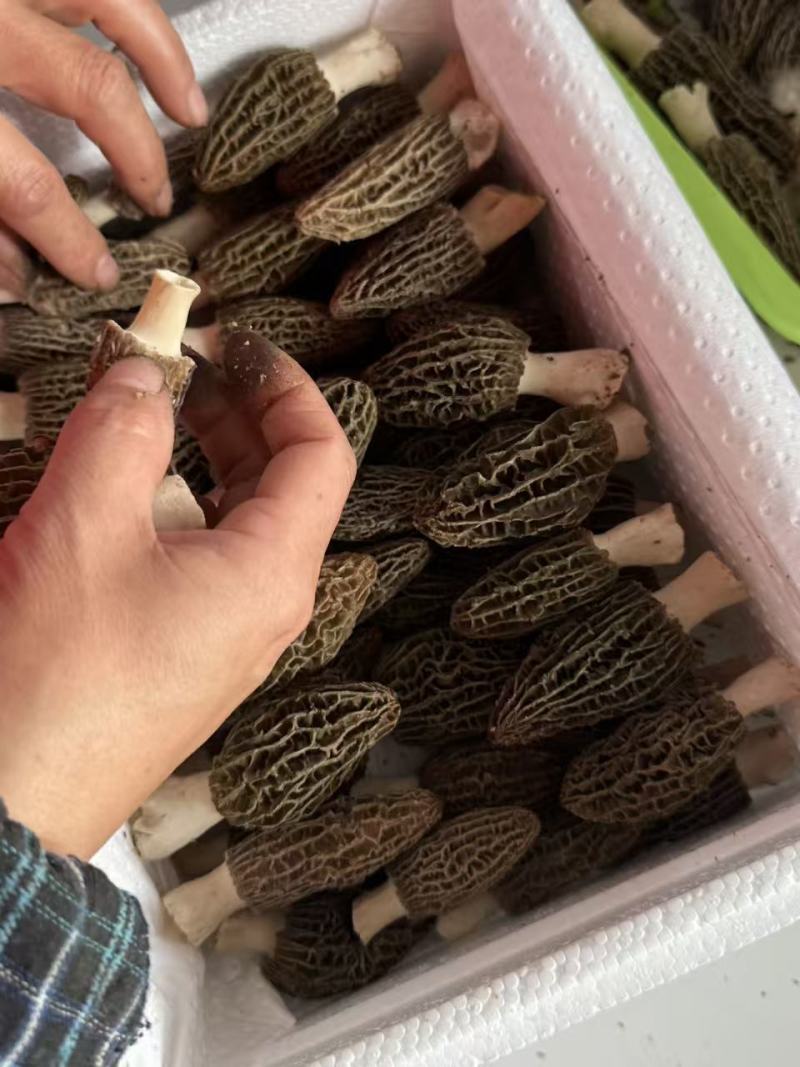 新鲜羊肚菌产地直销现摘现发质量保证量大