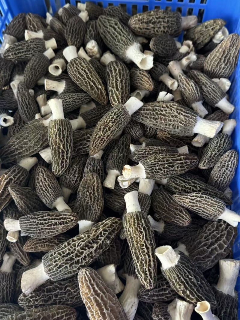 新鲜羊肚菌产地直销现摘现发质量保证量大