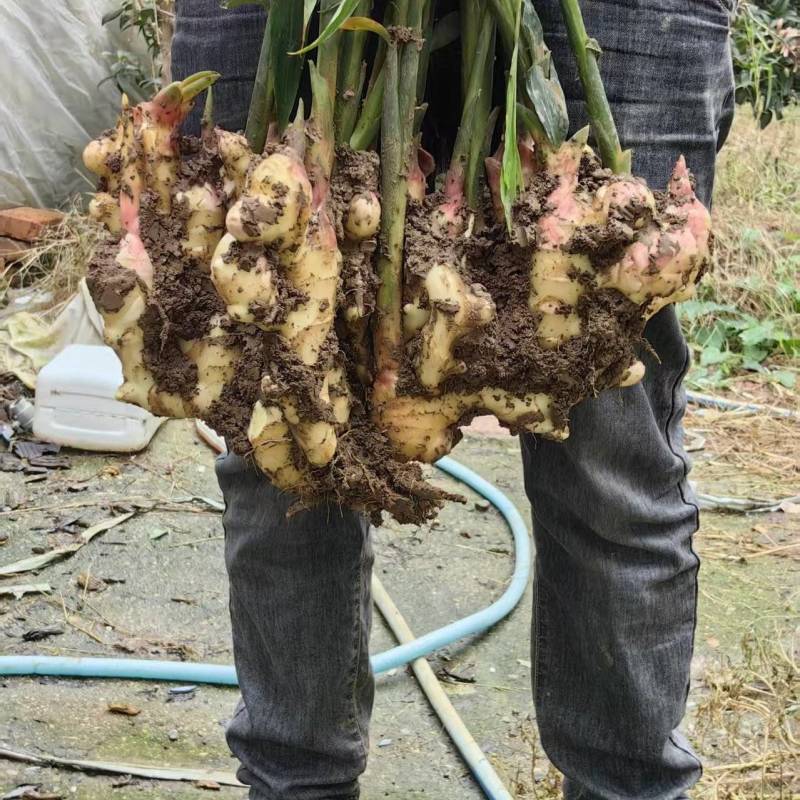 自己种的姜泥姜精品