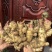 自己种的姜泥姜精品